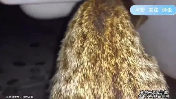 猫吃老鼠的视频,抓老鼠视频-第3张图片 猫吃老鼠的视频,抓老鼠视频-第3张图片