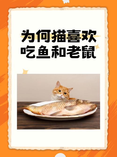 猫吃老鼠的视频,抓老鼠视频-第5张图片 猫吃老鼠的视频,抓老鼠视频-第5张图片