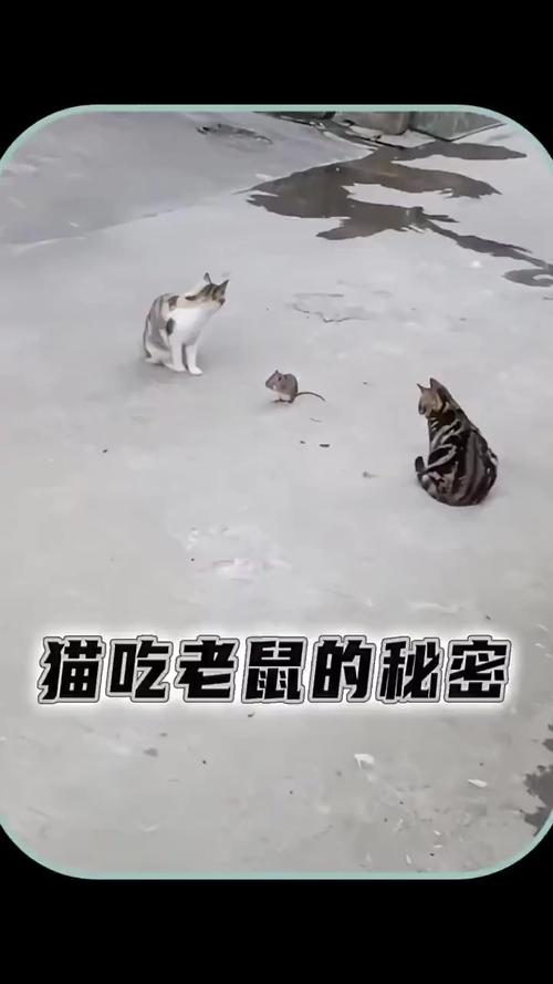 猫吃老鼠的视频,抓老鼠视频-第9张图片 猫吃老鼠的视频,抓老鼠视频-第9张图片