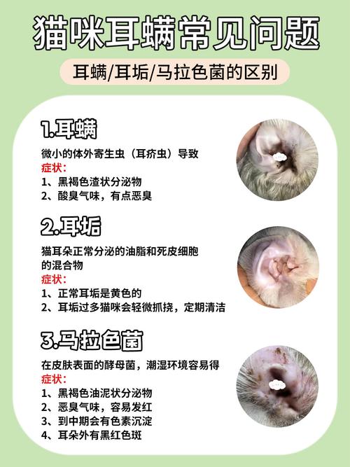 猫咪得了耳螨怎么办,猫咪得了耳螨怎么办用什么药-第1张图片 猫咪得了耳螨怎么办,猫咪得了耳螨怎么办用什么药-第1张图片