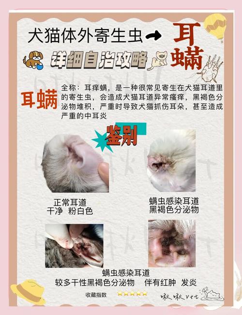 猫咪得了耳螨怎么办,猫咪得了耳螨怎么办用什么药-第5张图片 猫咪得了耳螨怎么办,猫咪得了耳螨怎么办用什么药-第5张图片