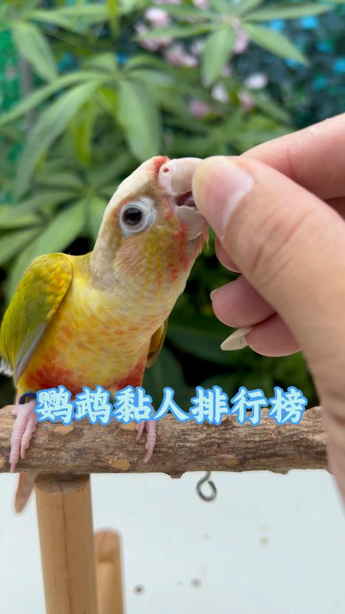 宠物鹦鹉种类和名字/宠物鹦鹉有哪几种-第1张图片 宠物鹦鹉种类和名字/宠物鹦鹉有哪几种-第1张图片