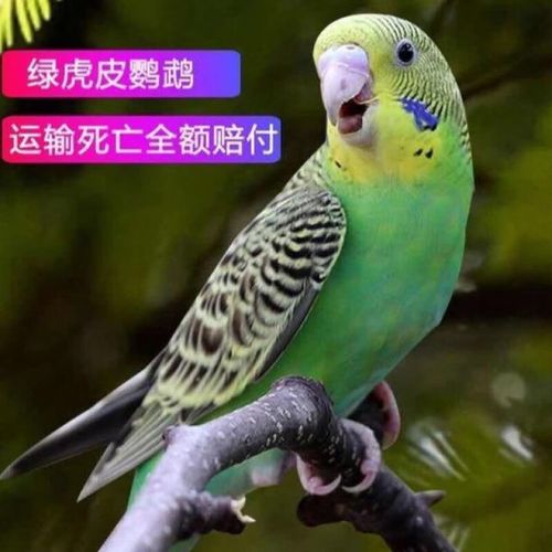 宠物鹦鹉种类和名字/宠物鹦鹉有哪几种-第6张图片 宠物鹦鹉种类和名字/宠物鹦鹉有哪几种-第6张图片