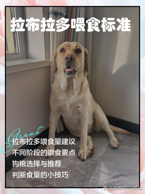 拉布拉多可以当土狗养吗-拉布拉多可以当土狗养吗?-第5张图片 拉布拉多可以当土狗养吗-拉布拉多可以当土狗养吗?-第5张图片