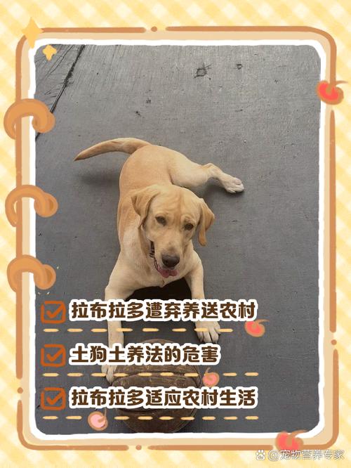 拉布拉多可以当土狗养吗-拉布拉多可以当土狗养吗?-第6张图片 拉布拉多可以当土狗养吗-拉布拉多可以当土狗养吗?-第6张图片