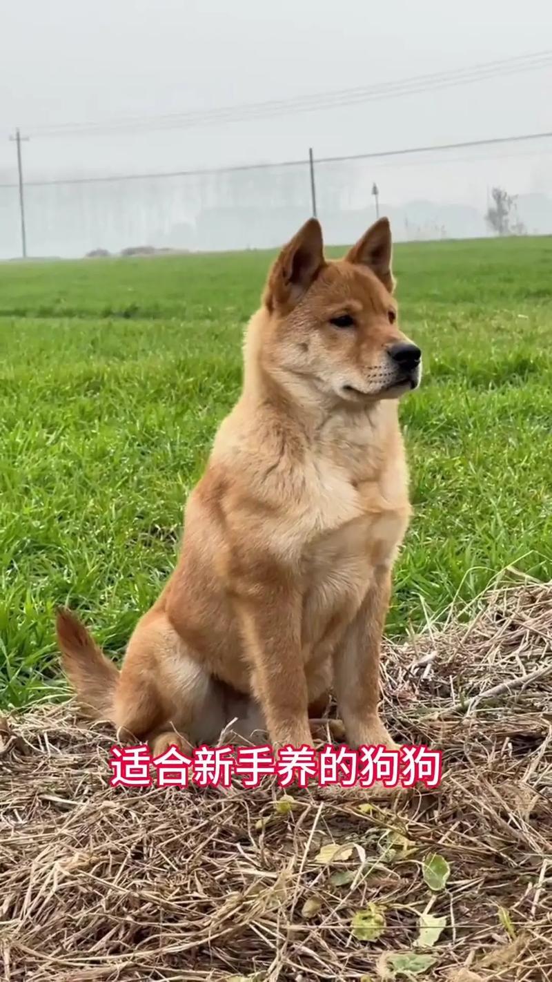 拉布拉多可以当土狗养吗-拉布拉多可以当土狗养吗?-第7张图片 拉布拉多可以当土狗养吗-拉布拉多可以当土狗养吗?-第7张图片