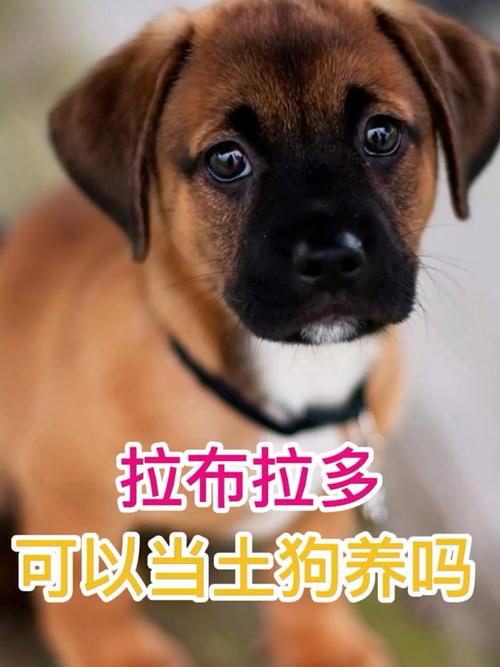 拉布拉多可以当土狗养吗-拉布拉多可以当土狗养吗?-第8张图片 拉布拉多可以当土狗养吗-拉布拉多可以当土狗养吗?-第8张图片