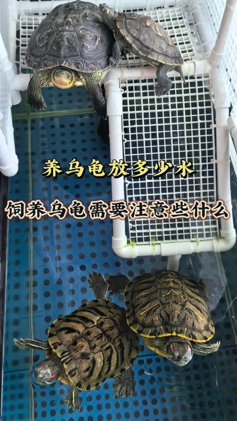 作为消费者“养小乌龟放多少水”你不能不知道-第1张图片 作为消费者“养小乌龟放多少水”你不能不知道-第1张图片