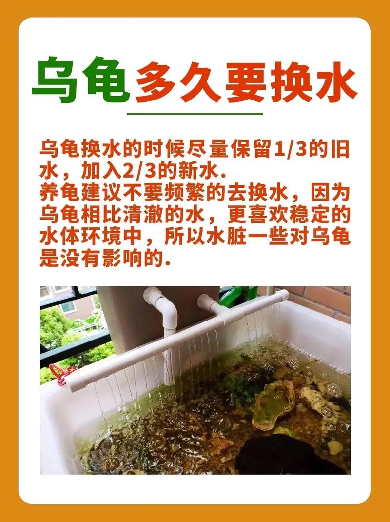 作为消费者“养小乌龟放多少水”你不能不知道-第2张图片 作为消费者“养小乌龟放多少水”你不能不知道-第2张图片