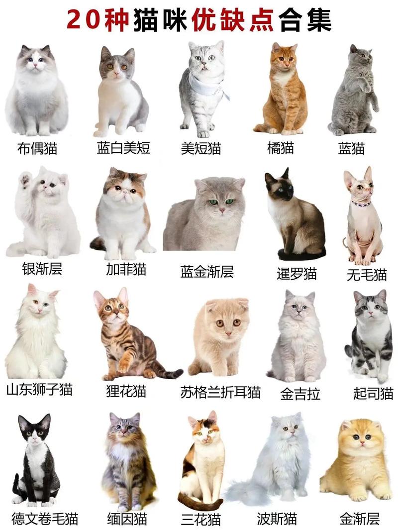 作为消费者“猫的品种”你不能不知道-第5张图片 作为消费者“猫的品种”你不能不知道-第5张图片