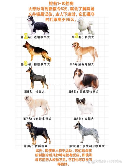 作为消费者“哪种犬比较好最聪明最忠诚”你不能不知道-第1张图片 作为消费者“哪种犬比较好最聪明最忠诚”你不能不知道-第1张图片