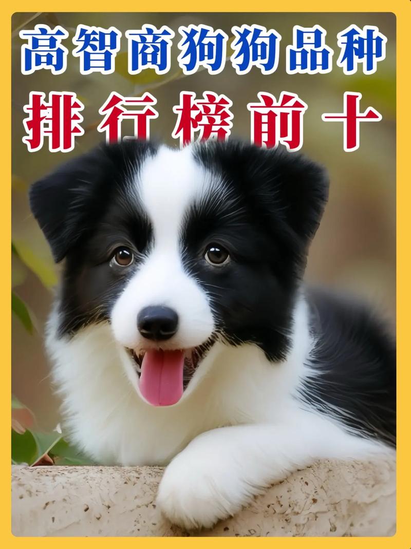 作为消费者“哪种犬比较好最聪明最忠诚”你不能不知道-第3张图片 作为消费者“哪种犬比较好最聪明最忠诚”你不能不知道-第3张图片