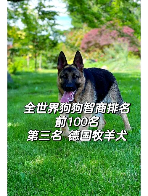 作为消费者“哪种犬比较好最聪明最忠诚”你不能不知道-第5张图片 作为消费者“哪种犬比较好最聪明最忠诚”你不能不知道-第5张图片
