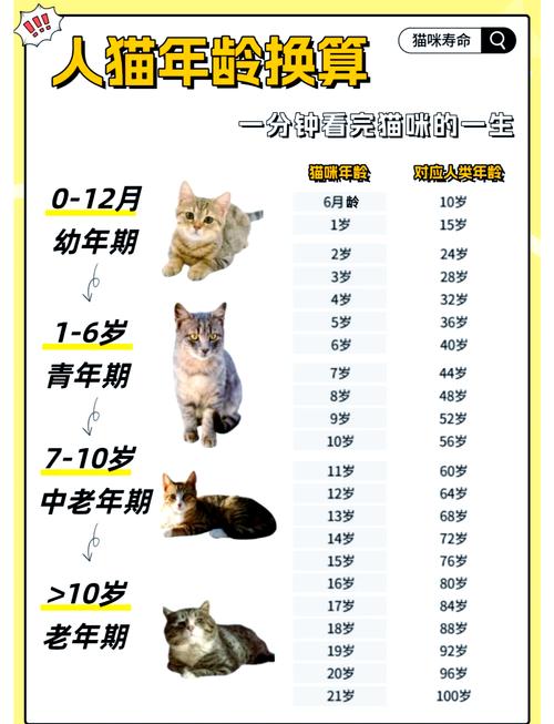 猫的寿命比较多达到几年-猫的寿命能有几年-第5张图片 猫的寿命比较多达到几年-猫的寿命能有几年-第5张图片