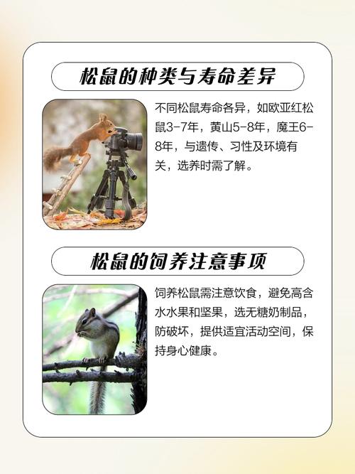 金花松鼠吃什么,金花松鼠喜欢吃什么食物,水果-第10张图片 金花松鼠吃什么,金花松鼠喜欢吃什么食物,水果-第10张图片