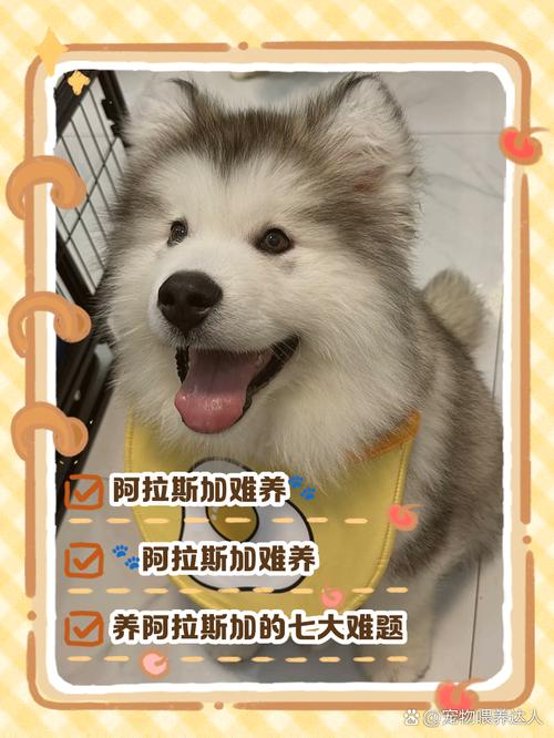 阿拉斯加犬的致命缺点-阿拉斯加犬的用途-第3张图片 阿拉斯加犬的致命缺点-阿拉斯加犬的用途-第3张图片
