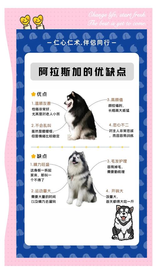 阿拉斯加犬的致命缺点-阿拉斯加犬的用途-第4张图片 阿拉斯加犬的致命缺点-阿拉斯加犬的用途-第4张图片