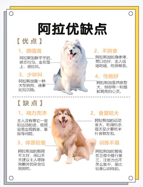 阿拉斯加犬的致命缺点-阿拉斯加犬的用途-第6张图片 阿拉斯加犬的致命缺点-阿拉斯加犬的用途-第6张图片