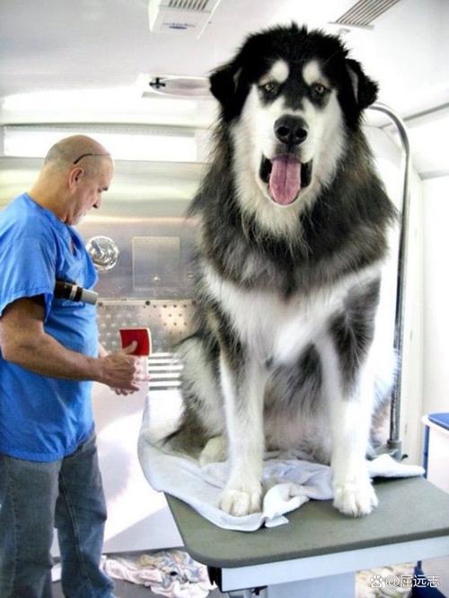 阿拉斯加犬的致命缺点-阿拉斯加犬的用途-第7张图片 阿拉斯加犬的致命缺点-阿拉斯加犬的用途-第7张图片