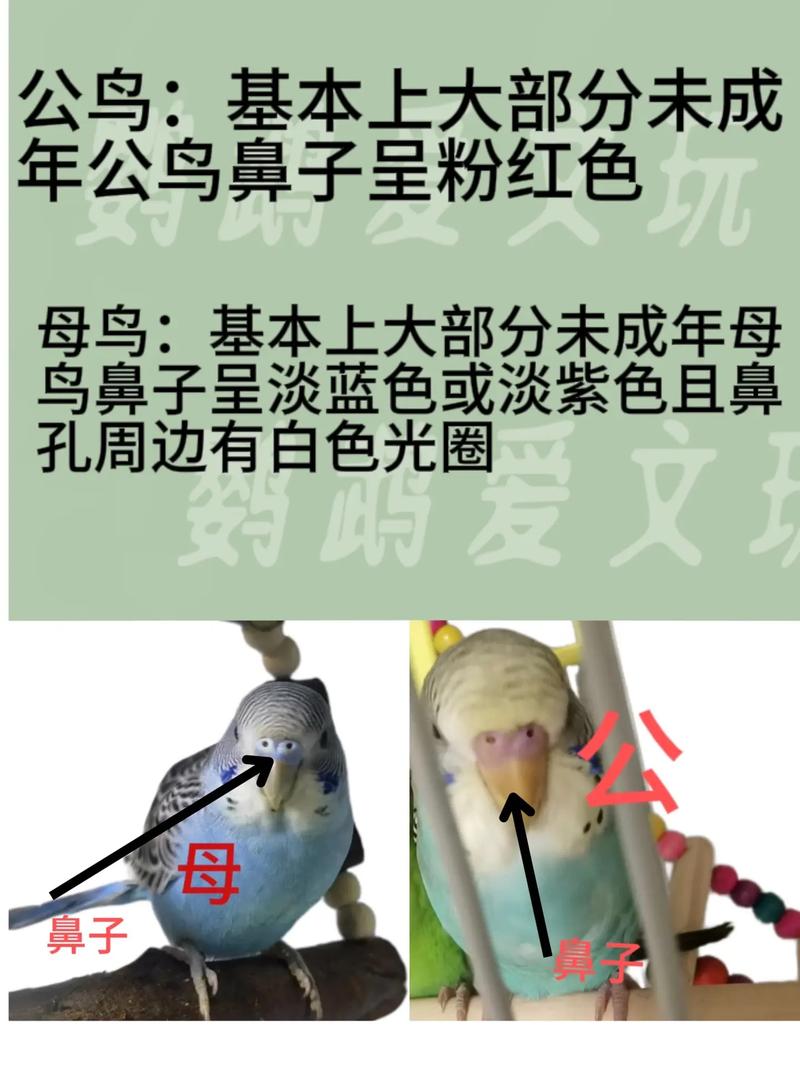 解析“鹦鹉怎样分公母”你不知道的事-第1张图片 解析“鹦鹉怎样分公母”你不知道的事-第1张图片