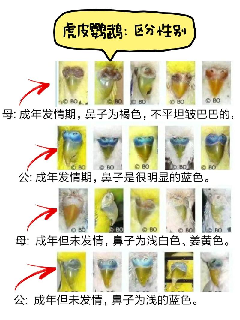 解析“鹦鹉怎样分公母”你不知道的事-第2张图片 解析“鹦鹉怎样分公母”你不知道的事-第2张图片