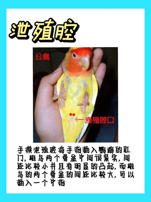 解析“鹦鹉怎样分公母”你不知道的事-第4张图片 解析“鹦鹉怎样分公母”你不知道的事-第4张图片