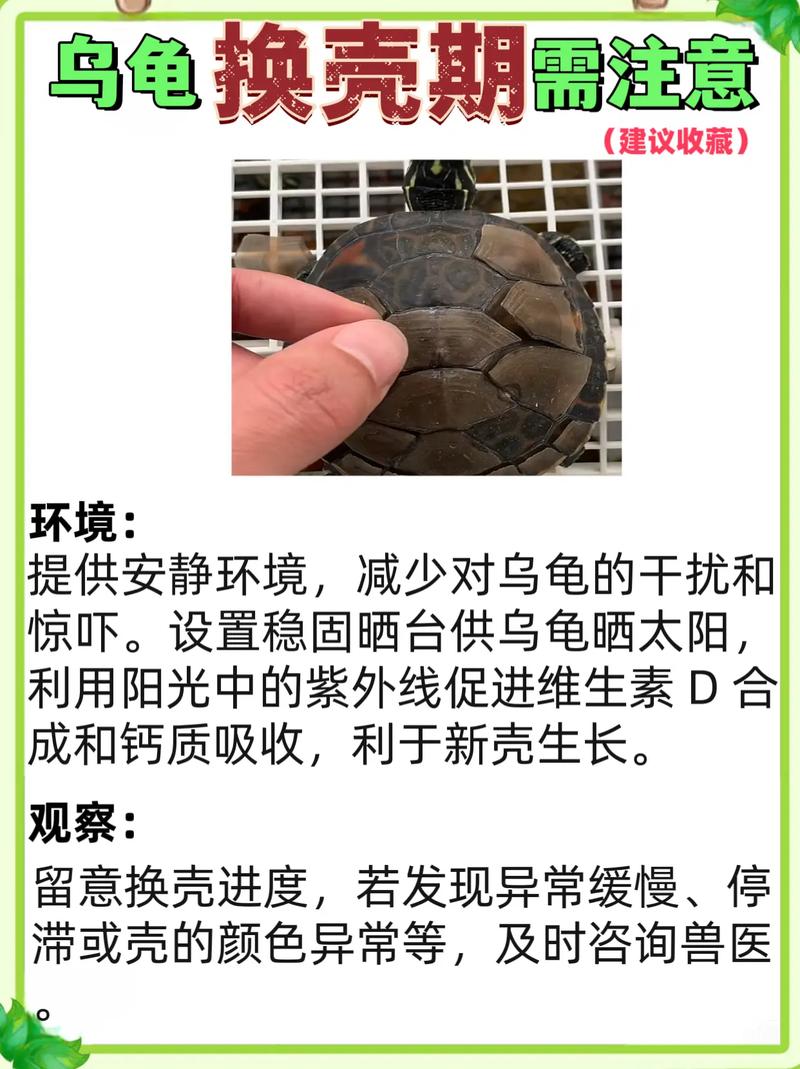 解析“乌龟会换壳吗”你不知道的事-第1张图片 解析“乌龟会换壳吗”你不知道的事-第1张图片