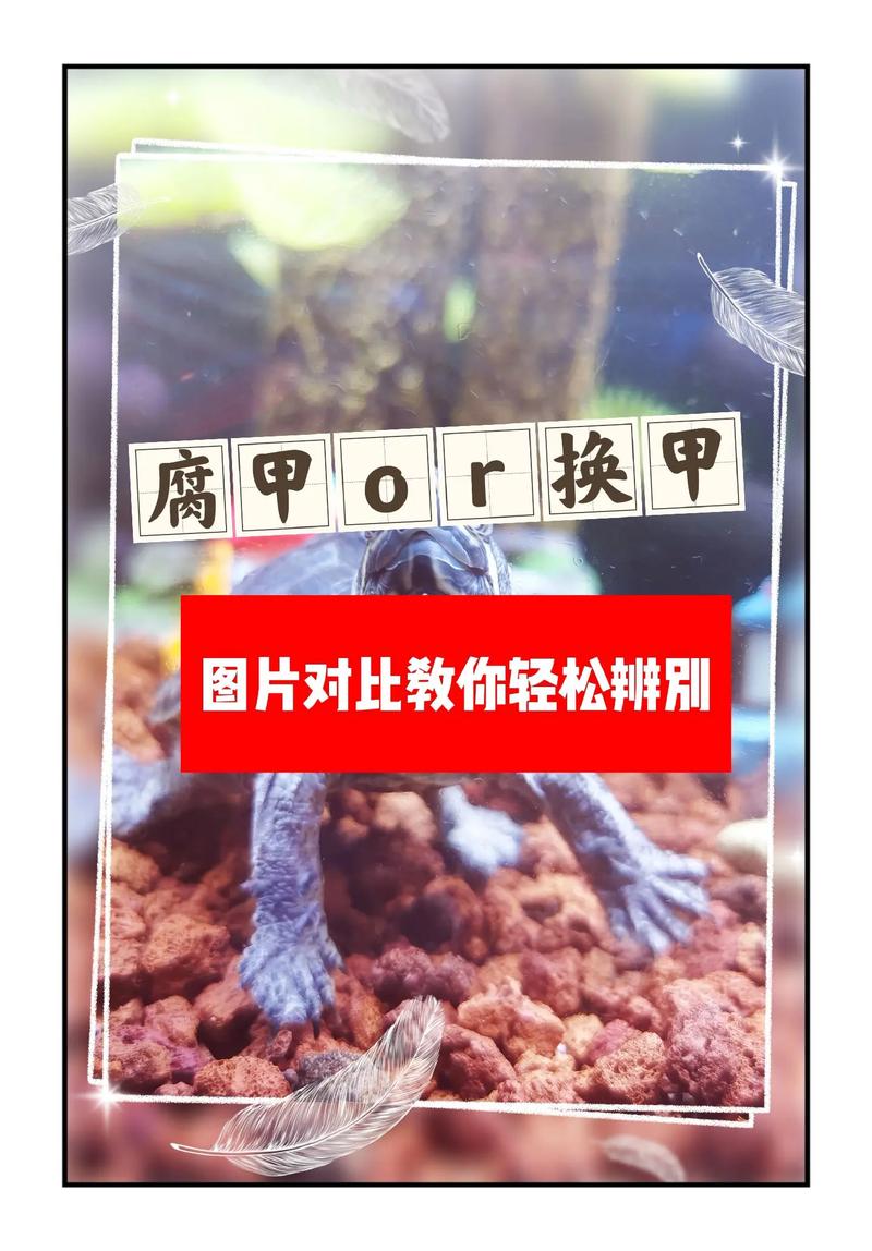 解析“乌龟会换壳吗”你不知道的事-第3张图片 解析“乌龟会换壳吗”你不知道的事-第3张图片