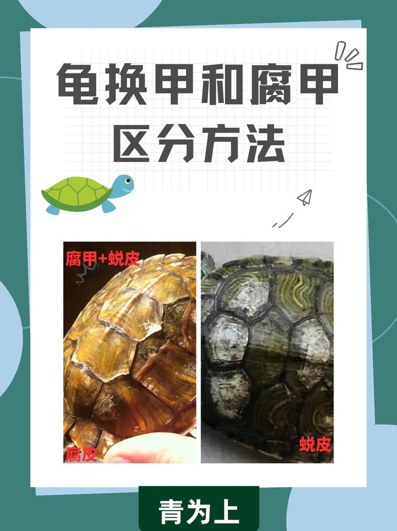 解析“乌龟会换壳吗”你不知道的事-第4张图片 解析“乌龟会换壳吗”你不知道的事-第4张图片