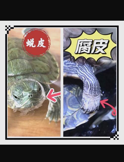 解析“乌龟会换壳吗”你不知道的事-第9张图片 解析“乌龟会换壳吗”你不知道的事-第9张图片