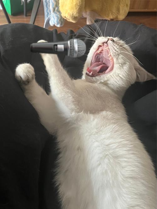 猫咪喜欢什么声音-猫最喜欢的声音频率-第1张图片 猫咪喜欢什么声音-猫最喜欢的声音频率-第1张图片