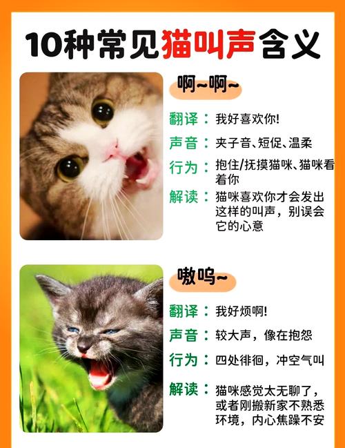 猫咪喜欢什么声音-猫最喜欢的声音频率-第6张图片 猫咪喜欢什么声音-猫最喜欢的声音频率-第6张图片