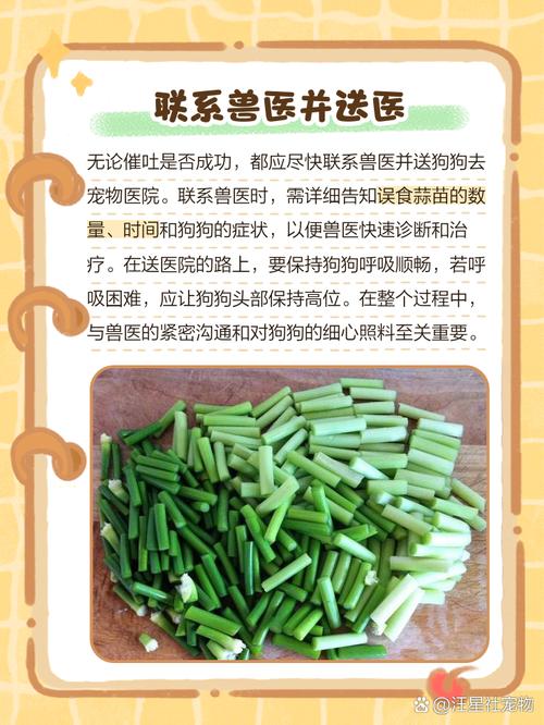 作为消费者“狗狗能吃蒜苗吗”你不能不知道-第2张图片 作为消费者“狗狗能吃蒜苗吗”你不能不知道-第2张图片