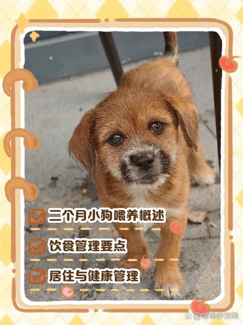 两个月的狗狗怎么养,两个月小狗怎么养,需要注意什么-第5张图片 两个月的狗狗怎么养,两个月小狗怎么养,需要注意什么-第5张图片