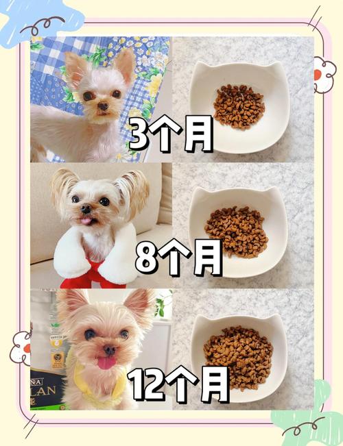两个月的狗狗怎么养,两个月小狗怎么养,需要注意什么-第7张图片 两个月的狗狗怎么养,两个月小狗怎么养,需要注意什么-第7张图片