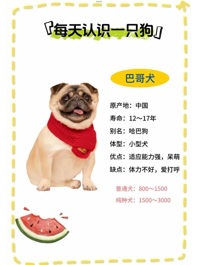 八哥幼犬多少钱一只的简单介绍-第1张图片 八哥幼犬多少钱一只的简单介绍-第1张图片