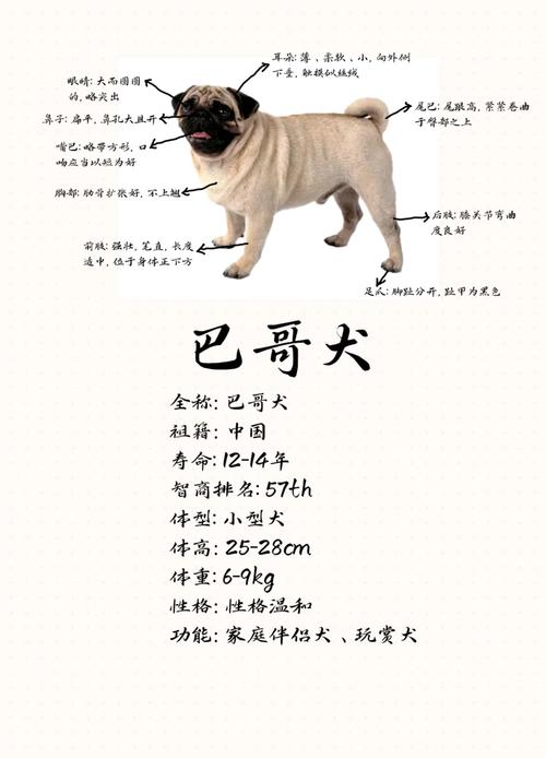 八哥幼犬多少钱一只的简单介绍-第2张图片 八哥幼犬多少钱一只的简单介绍-第2张图片
