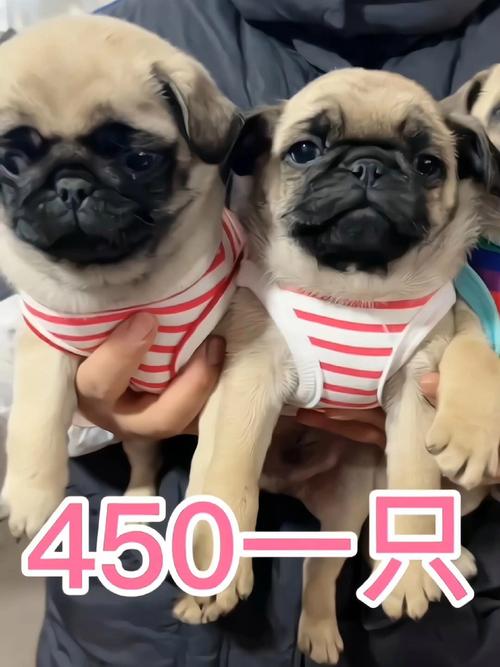 八哥幼犬多少钱一只的简单介绍-第4张图片 八哥幼犬多少钱一只的简单介绍-第4张图片