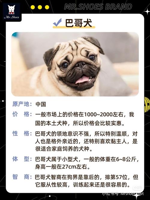 八哥幼犬多少钱一只的简单介绍-第5张图片 八哥幼犬多少钱一只的简单介绍-第5张图片