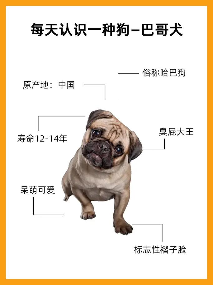 八哥幼犬多少钱一只的简单介绍-第6张图片 八哥幼犬多少钱一只的简单介绍-第6张图片