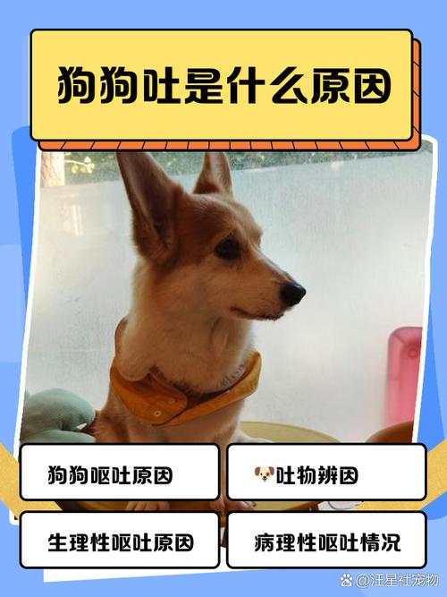 狗狗鼻子很干是怎么回事-狗狗鼻子很干是怎么回事呢-第1张图片 狗狗鼻子很干是怎么回事-狗狗鼻子很干是怎么回事呢-第1张图片
