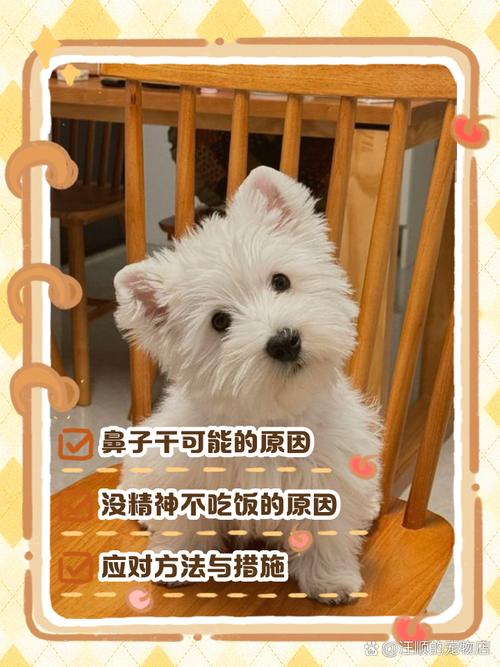 狗狗鼻子很干是怎么回事-狗狗鼻子很干是怎么回事呢-第2张图片 狗狗鼻子很干是怎么回事-狗狗鼻子很干是怎么回事呢-第2张图片