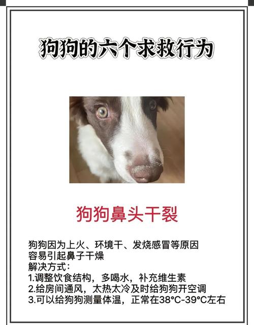 狗狗鼻子很干是怎么回事-狗狗鼻子很干是怎么回事呢-第3张图片 狗狗鼻子很干是怎么回事-狗狗鼻子很干是怎么回事呢-第3张图片