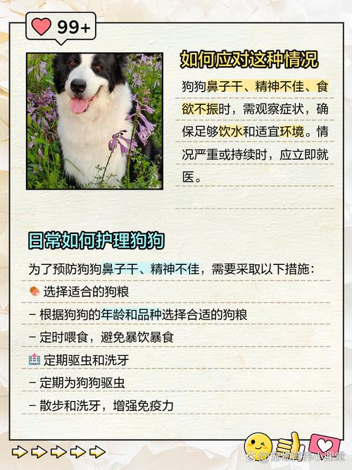 狗狗鼻子很干是怎么回事-狗狗鼻子很干是怎么回事呢-第6张图片 狗狗鼻子很干是怎么回事-狗狗鼻子很干是怎么回事呢-第6张图片