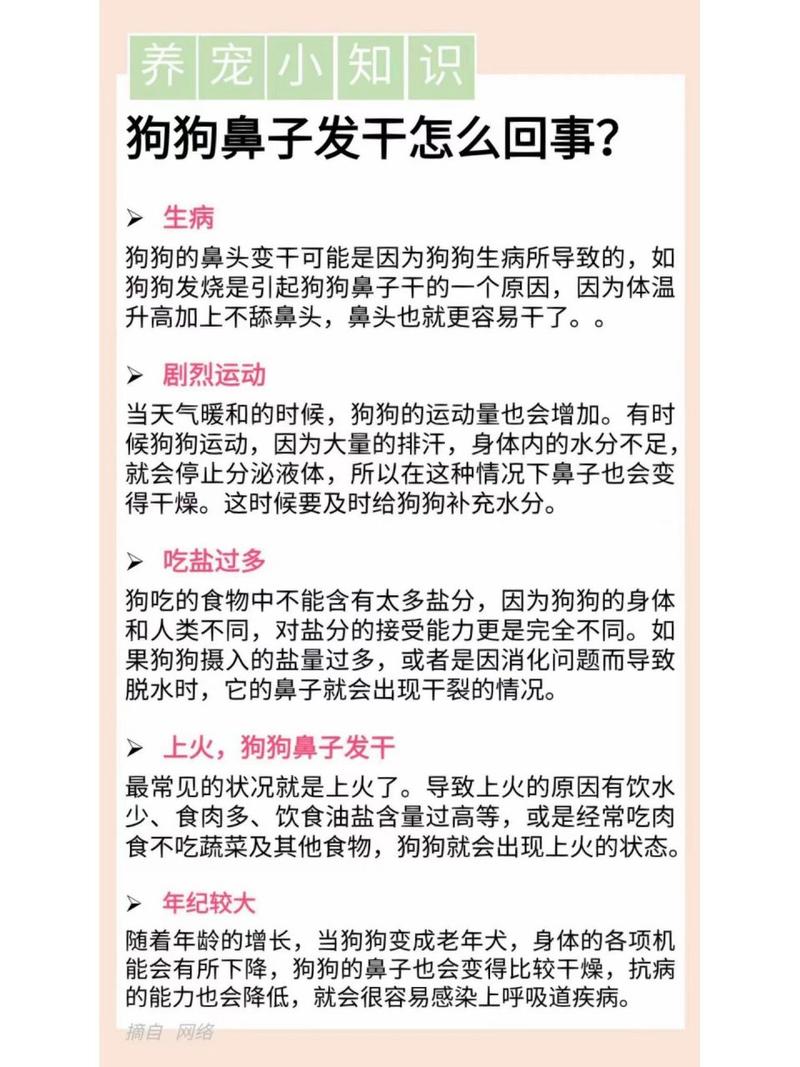 狗狗鼻子很干是怎么回事-狗狗鼻子很干是怎么回事呢-第8张图片 狗狗鼻子很干是怎么回事-狗狗鼻子很干是怎么回事呢-第8张图片