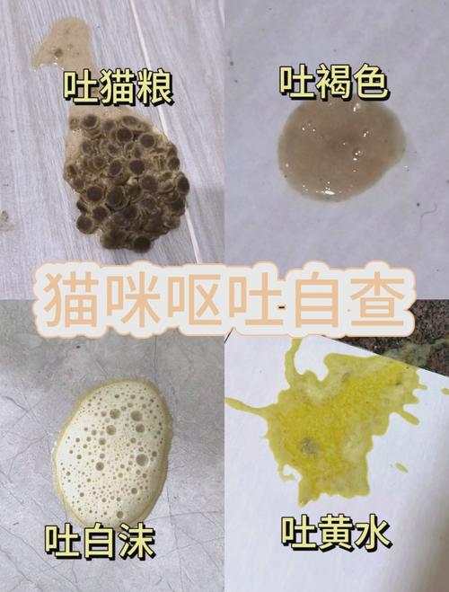 作为消费者“猫咪吐黄水拉稀不吃饭”你不能不知道-第6张图片 作为消费者“猫咪吐黄水拉稀不吃饭”你不能不知道-第6张图片