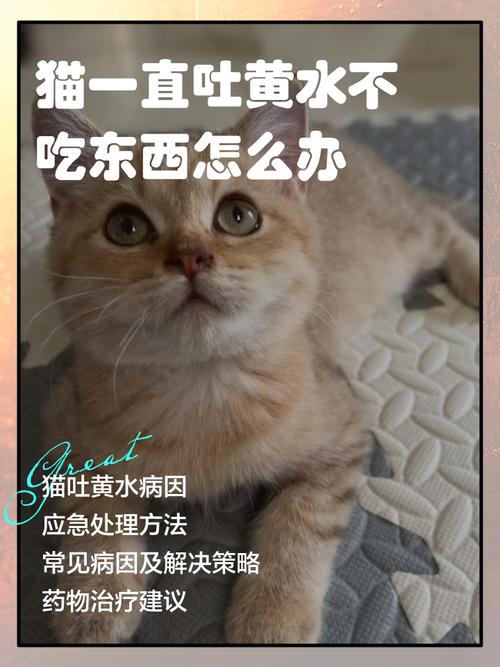 作为消费者“猫咪吐黄水拉稀不吃饭”你不能不知道-第8张图片 作为消费者“猫咪吐黄水拉稀不吃饭”你不能不知道-第8张图片