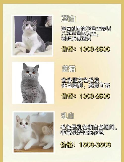 英短三花/英短三花和蓝白生出什么颜色的猫-第7张图片 英短三花/英短三花和蓝白生出什么颜色的猫-第7张图片