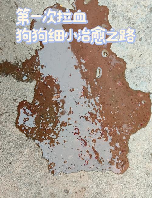 解析“狗狗得细小第三天症状”你不知道的事-第3张图片 解析“狗狗得细小第三天症状”你不知道的事-第3张图片