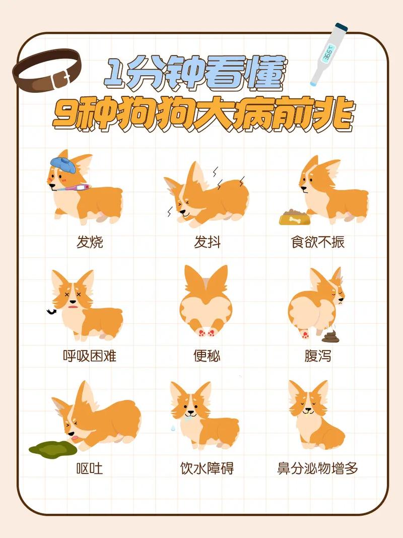 狗狗发烧有什么症状/泰迪狗狗发烧有什么症状-第2张图片 狗狗发烧有什么症状/泰迪狗狗发烧有什么症状-第2张图片